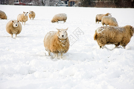 雪中的羊群白色动物羊毛农场农业草地哺乳动物图片