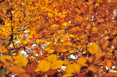 秋季风景落叶黄色分支机构天空公园红色树木背景图片