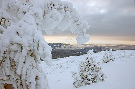 雪白 fir全景环境松树冻结季节天气森林降雪公园植物群图片