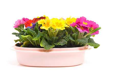粉红锅中多彩花朵季节性花瓣粉色园艺植物图片