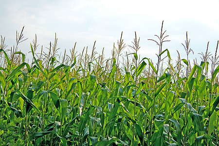 玉米字段粮食农业植物树叶乡村绿色场地生物食物农田图片