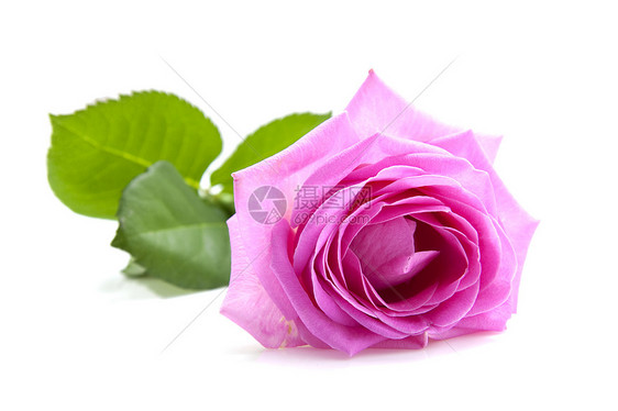 粉红玫瑰花朵植物粉色植物群荆棘树叶图片