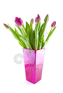 粉红色花瓶中的荷兰郁金香花束植物粉色植物学灯泡花朵图片