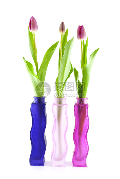 花瓶中的三个荷兰郁金香花朵粉色花束植物植物学灯泡图片