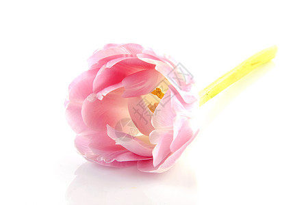 粉红色的郁金香植物花朵粉色背景图片
