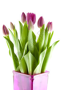 粉红色荷兰郁金香花瓶花朵灯泡花束植物粉色植物学图片
