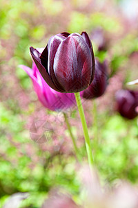 紫色荷兰郁金香花朵树叶粉色图片