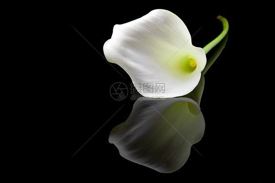 美丽的白色Calla Lilly投标反射新娘背景黑色树叶花园红色花朵花束图片