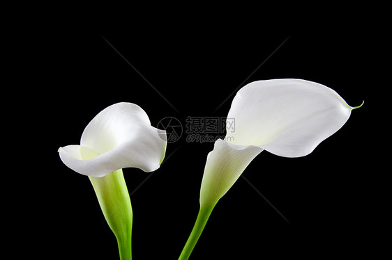 美丽的白色Calla百合花黑色新娘绿色红色背景植物花束叶子花园植物学图片