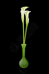 美丽的白色Calla百合花树叶花束绿色背景花朵植物学花瓶新娘植物叶子图片