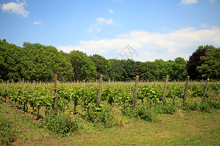 荷兰葡萄园饮料树叶植物蓝色水果酒厂藤蔓农业乡村天空图片