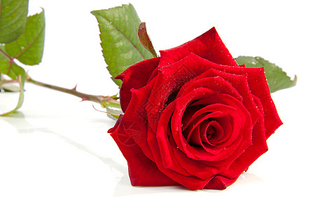 红玫瑰浪漫礼物花朵红色背景图片