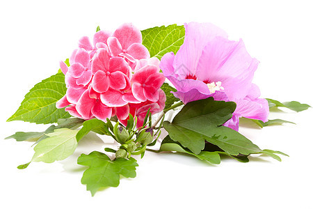 粉红碧花和花图片