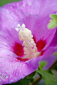 紫色的hibiscus 花在缝合中图片