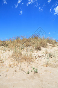 沙丘海岸植物海洋天空海滩图片