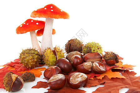 秋天坚果季节性季节橡木蘑菇树叶橙子栗子场景红色背景图片
