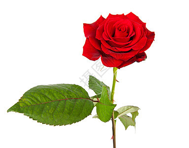 红玫瑰花朵浪漫红色背景图片