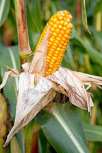 玉米在鳕鱼上植物食物黄色农业收成棒子蔬菜树叶图片