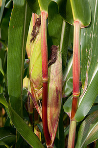 玉米在鳕鱼上棒子农业蔬菜植物收成绿色树叶食物图片