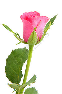 美丽的粉红色玫瑰紧贴荆棘叶子植物群白色花朵图片