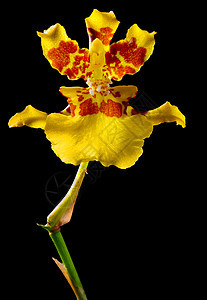 黑色背景的黄色兰花朵图片