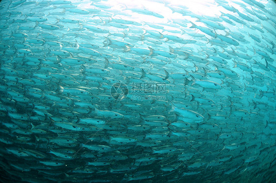 在大洋中游泳的鱼诱饵鲻鱼海上生活运动蓝色海洋钓鱼海洋生物饵料图片