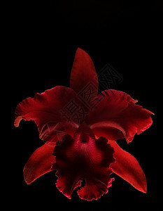 黑色背景的红色兰花图片
