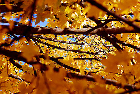 秋季风景红色天空落叶树木公园分支机构黄色图片