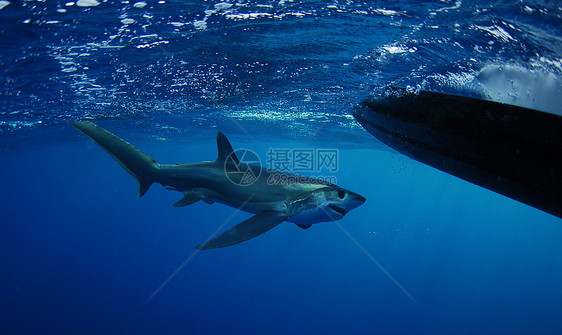 鲨鱼游泳野生动物动物热带海洋生物荒野海洋蓝色水平远洋标本图片