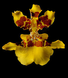黄色和红色兰花植物热带背景图片