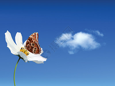 白花上蝴蝶对抗云云云天图片