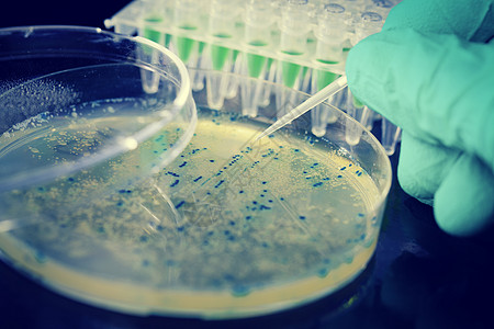 采摘DNA克隆的细菌殖民地微生物学改造诱变科学基因管子公司乳胶控制实验图片