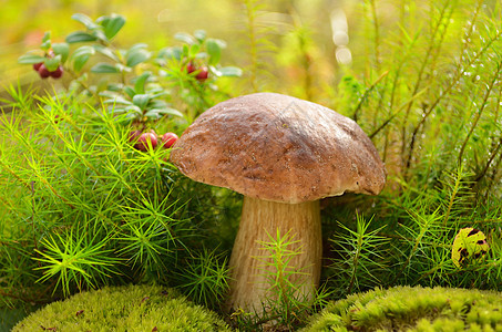 蘑菇植物群苔藓红色叶子浆果绿色森林棕色图片