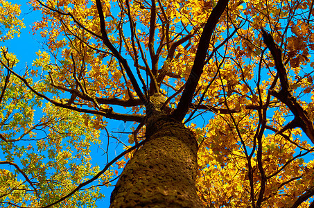 树黄色落叶阳光天空树木森林植物群分支阴影植物图片
