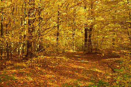 森林黄色落叶晴天叶子植物群阳光金子紫色车道植物背景图片