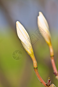 热带花朵的支部管道绿色植物鸡蛋花温泉植物植物学香味美丽茉莉花卡片邀请函图片