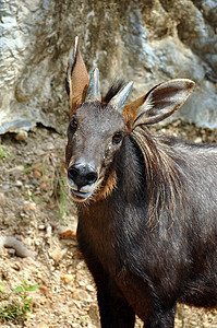 塞罗野生动物麂皮血清森林山羊羚羊荒野喇叭热带叶子图片