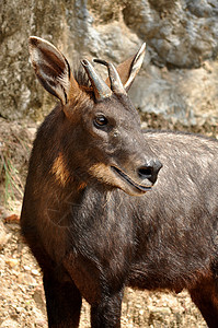 塞罗地面动物园喇叭血清哺乳动物森林山羊肌肉野生动物叶子图片
