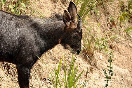 塞罗山羊哺乳动物地面森林野生动物羚羊热带丛林麂皮喇叭图片