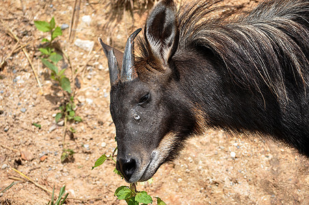 塞罗叶子生物麂皮地面羚羊丛林野生动物哺乳动物森林动物园图片