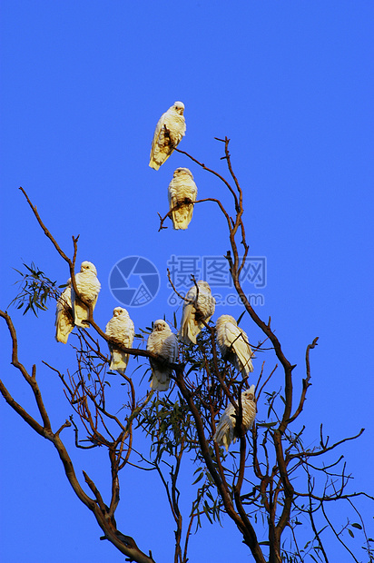 澳大利亚一棵树上的鹦鹉异国金刚鹦鹉白色野生动物风景天空荒野羽毛翅膀领土图片