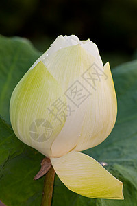 莲花情调异国紫色百合池塘叶子冥想植物群植物美丽图片