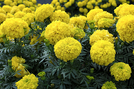 黄花 Marigold花园墙纸植物菊科植物群写作场地生态生长万寿菊图片