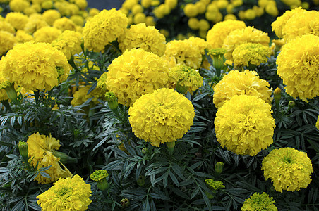 黄花 Marigold花园墙纸植物菊科植物群写作场地生态生长万寿菊图片