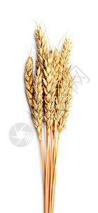 在白色背景上隔离的谷类耳朵稻草核心收获营养农作物国家场景谷物种子饮食图片