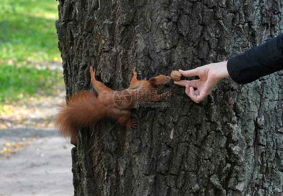 松鼠在树上吃松鼠 而食不果腹野生动物坚果树木乐趣森林耳朵公园尾巴眼睛爪子图片