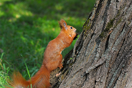 红松鼠坐在树上野生动物木头松鼠公园生活动物毛皮狐狸眼睛栖息地图片