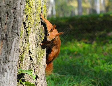 红松鼠坐在树上森林眼睛栖息地野生动物狐狸晶须木头荒野生活毛皮图片