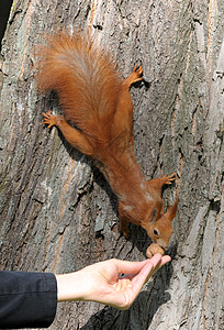 松鼠在树上吃松鼠 而食不果腹困惑眼睛好奇心爪子耳朵尾巴头发树干树木乐趣图片