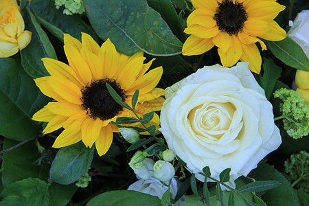 黄白花和白色花纹安排绿色向日葵植物群花瓣黄色花朵植物花束花店植物学图片